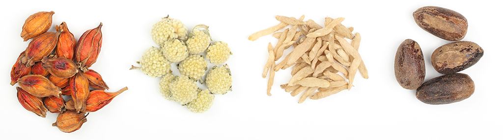 Four herbs used in Chinese Medicine lined up in a row